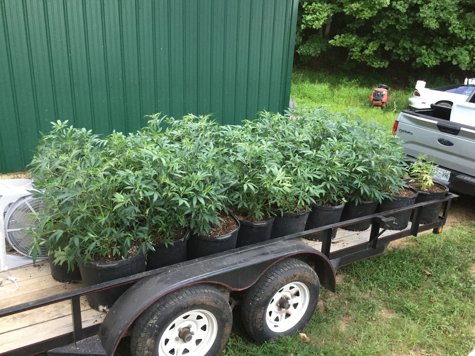 seized pot plants